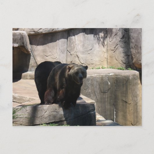 Milwaukee-Zoobär Postkarte (Vorderseite)