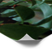 Mimetes (Mimetes Cucullatus) Poster (Ecke)
