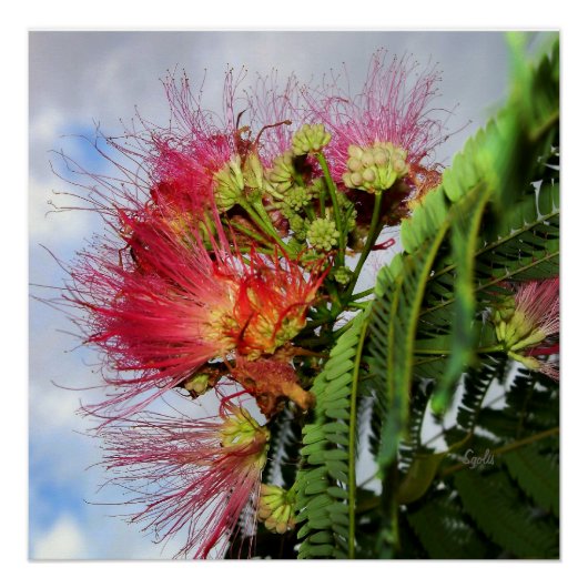 Mimosa-Baum mit rosa Blüten Glänzendes Poster (Vorderseite)
