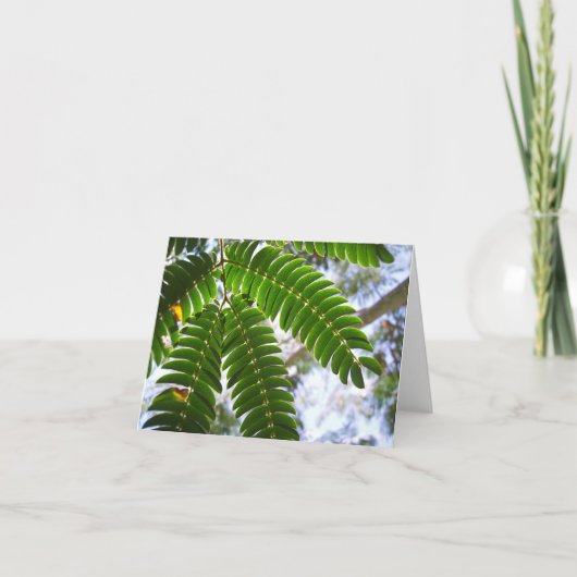 Mimosa-Blätter Karte (Vorderseite)