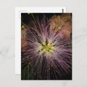 Mimosa Blume Postkarte (Vorne/Hinten)