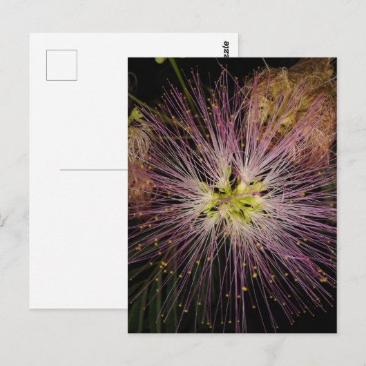 Mimosa Blume Postkarte (Vorne/Hinten)
