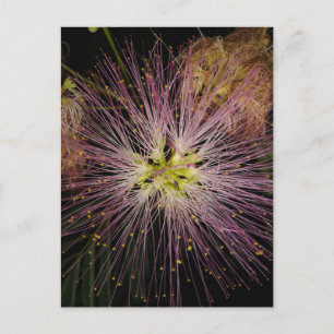 Mimosa Blume Postkarte