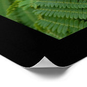 Mimosa-Blüten Poster (Ecke)