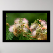 Mimosa-Blüten Poster (Vorne)