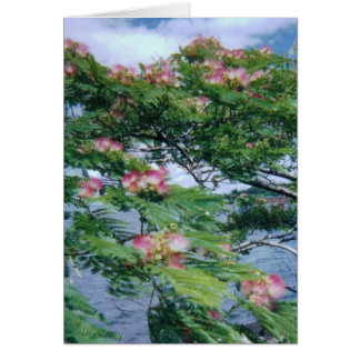 Mimosa-Blüten und Wasseransicht