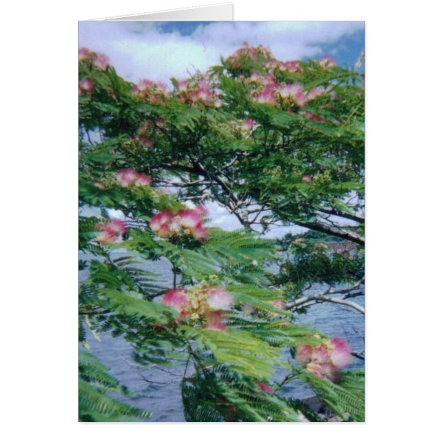 Mimosa-Blüten und Wasseransicht (Vorne)