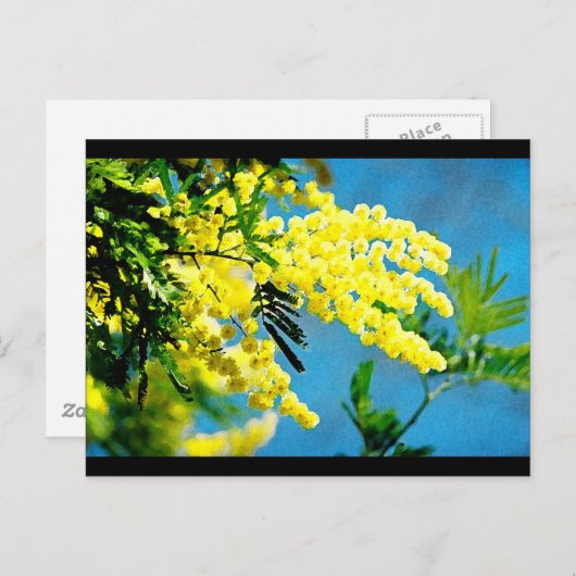 Mimosa de France Postkarte (Vorne/Hinten)
