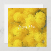 Mimosa. Gelbe Frühlingsblumen. (Vorne/Hinten)