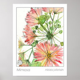 Mimosa Pflanze Rosa Blume Poster