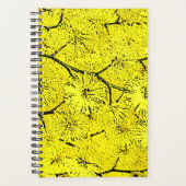 Mimosa Planer (Vorderseite)