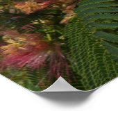 Mimosa Poster (Ecke)