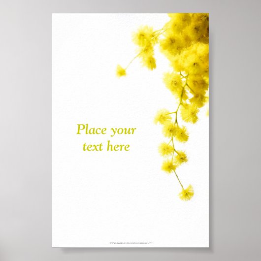 Mimosa Poster (Vorne)