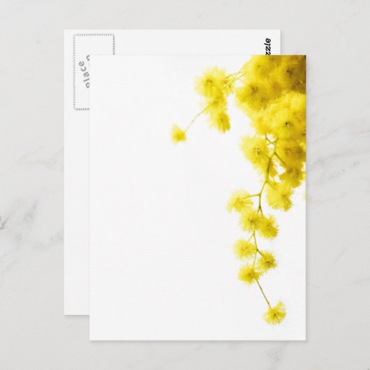 Mimosa Postkarte (Vorne/Hinten)