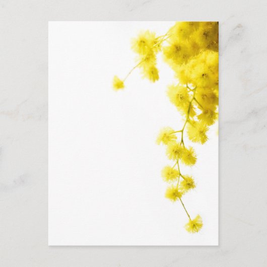 Mimosa Postkarte (Vorderseite)