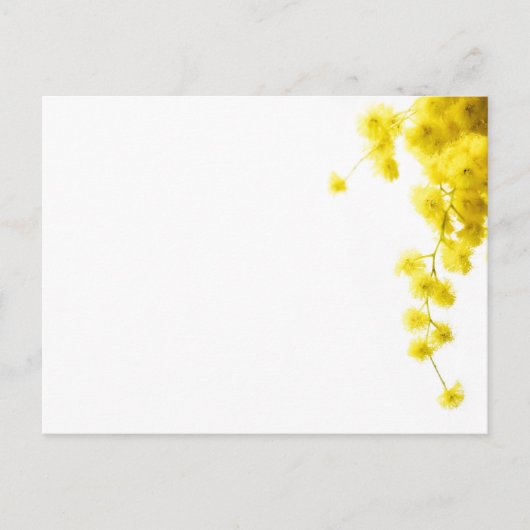 Mimosa Postkarte (Vorderseite)