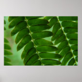 Mimosa Secrets Poster (Vorne)