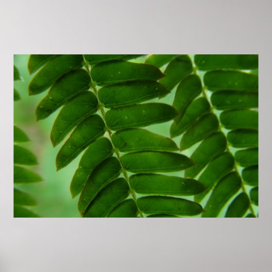 Mimosa Secrets Poster (Vorne)