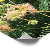 Mimosa Tree Blooms Poster (Ecke)
