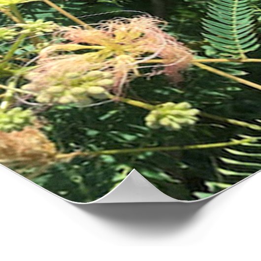 Mimosa Tree Blooms Poster (Ecke)