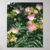 Mimosa Tree Blooms Poster (Vorne)