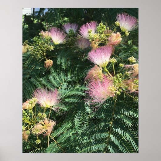 Mimosa Tree Blooms Poster (Vorne)