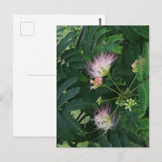 Mimosa Tree Blossom Postkarte (Vorne/Hinten)