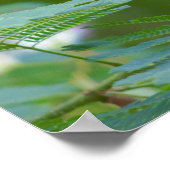 Mimosa Tree Blume Poster (Ecke)