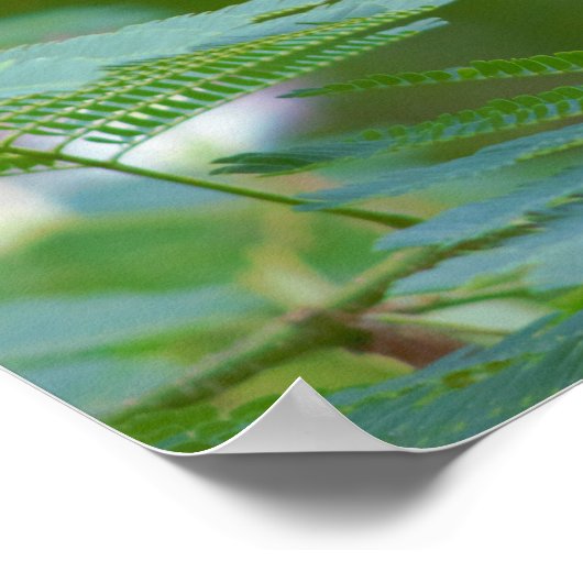 Mimosa Tree Blume Poster (Ecke)