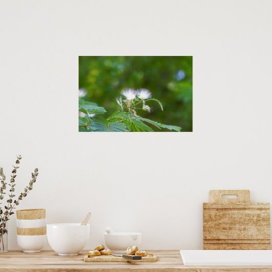 Mimosa Tree Blume Poster (Küche)