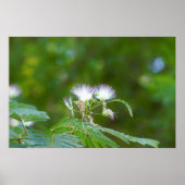 Mimosa Tree Blume Poster (Vorne)