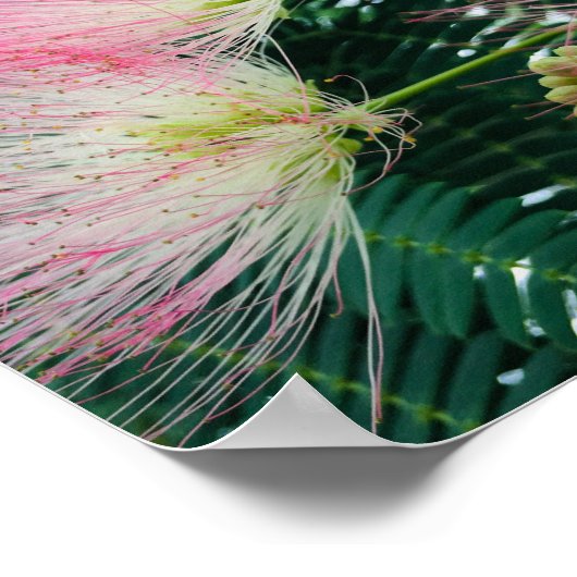 Mimosa Tree Flowers Poster (Ecke)