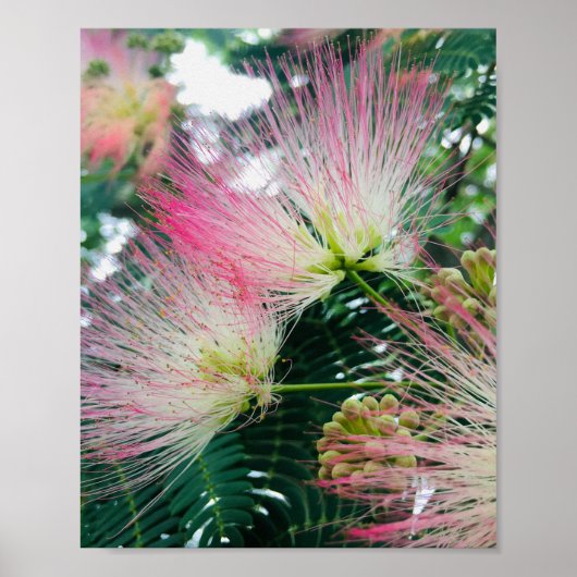 Mimosa Tree Flowers Poster (Vorne)