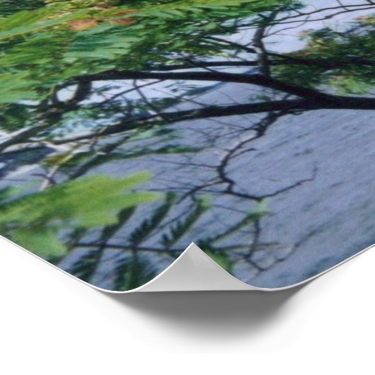 Mimosa Tree in Bloom Poster (Ecke)