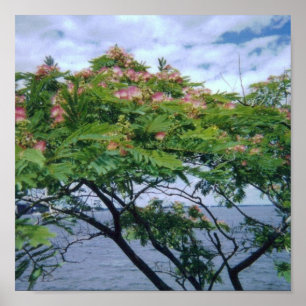 Mimosa Tree in Bloom Poster