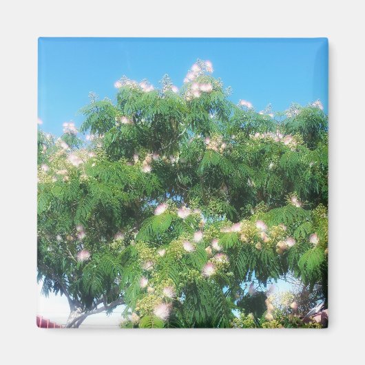 Mimosa Tree Magnet (Vorne)