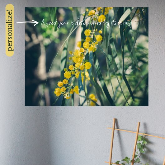 Mimosa Tree mit gelben Blumen Poster