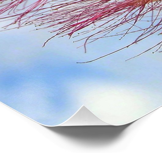 Mimosa Tree mit rosa Blume Glossy Poster (Ecke)