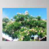 Mimosa Tree Poster (Vorne)