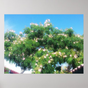 Mimosa Tree Poster