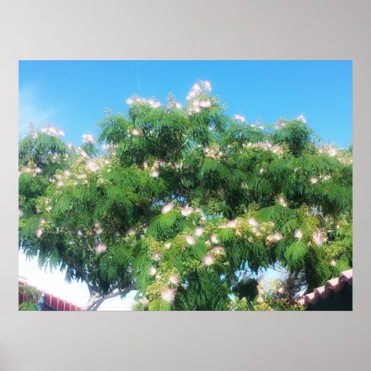 Mimosa Tree Poster (Vorne)