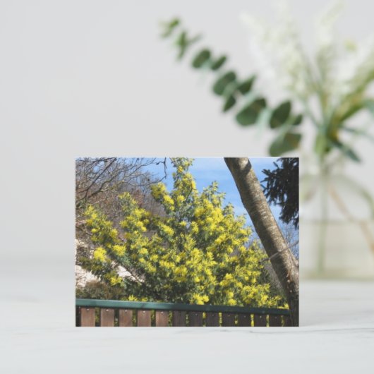 Mimosa Tree Postkarte (Stehend Vorderseite)
