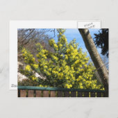 Mimosa Tree Postkarte (Vorne/Hinten)