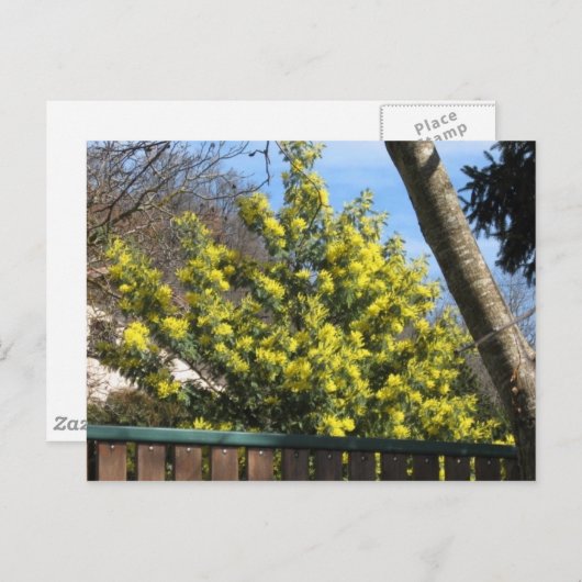 Mimosa Tree Postkarte (Vorne/Hinten)