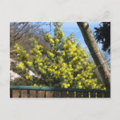 Mimosa Tree Postkarte (Vorderseite)