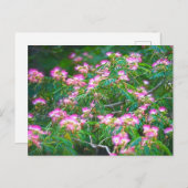 Mimosa Tree Postkarte (Vorne/Hinten)