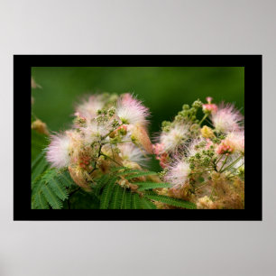 Mimosen-Blüten Poster