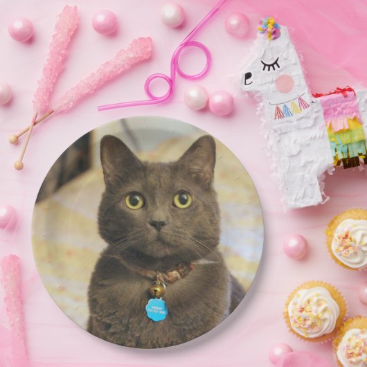 Mims Pappteller (Party)