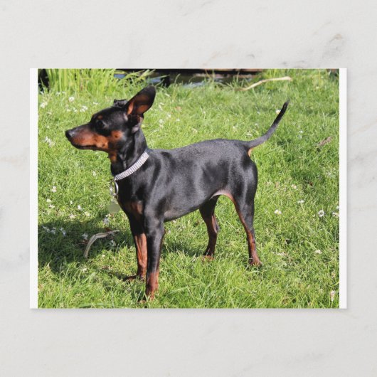 min Button schwarz und Rost voll Postkarte (Vorderseite)