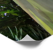 Mindanao Gum Tree Poster (Ecke)